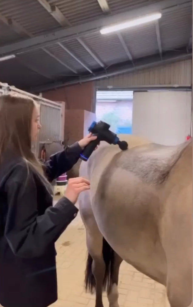 Massagepistole für Pferde