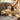 FITGUN® Pets - FITGUN